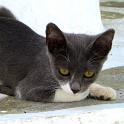 Mykonos Katzen (114)